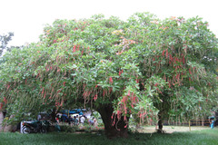 Barringtonia acutangula